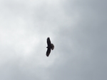 FZ012827 Buzzard.jpg